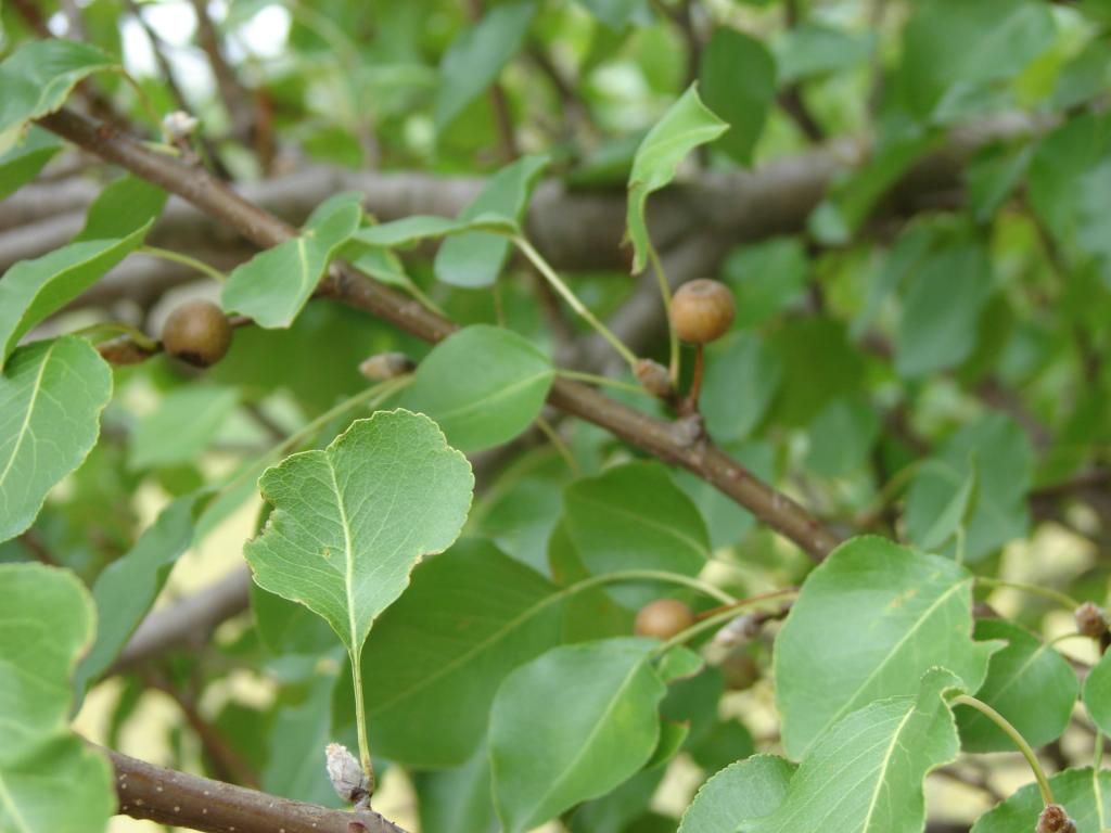 Pear Tree - Oct. 12 2014, closeup photo DSC02246_zpsd7730287.jpg